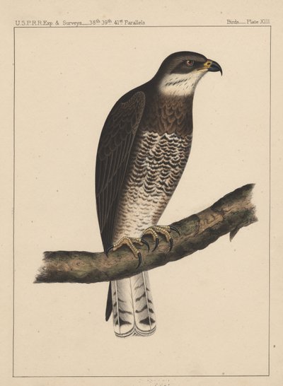 Aves, lámina XIII, 1855 de American School